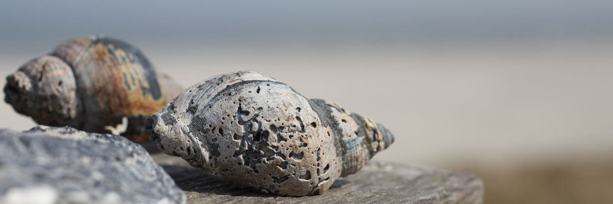 Muscheln am Strand – Willkommensbild des Tinto Verlags Hannover